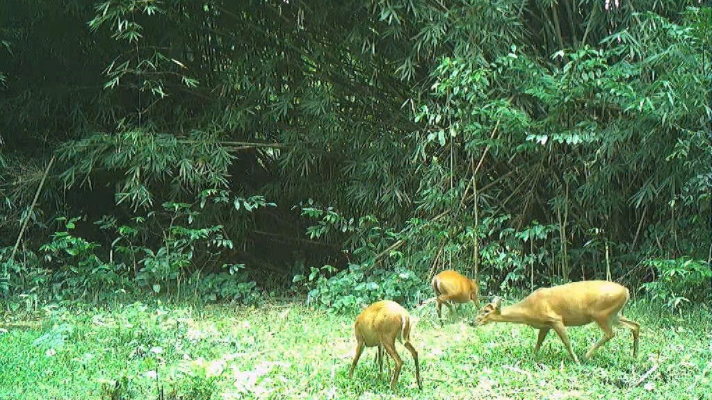 Nhiều cá thể động vật được ghi lại.