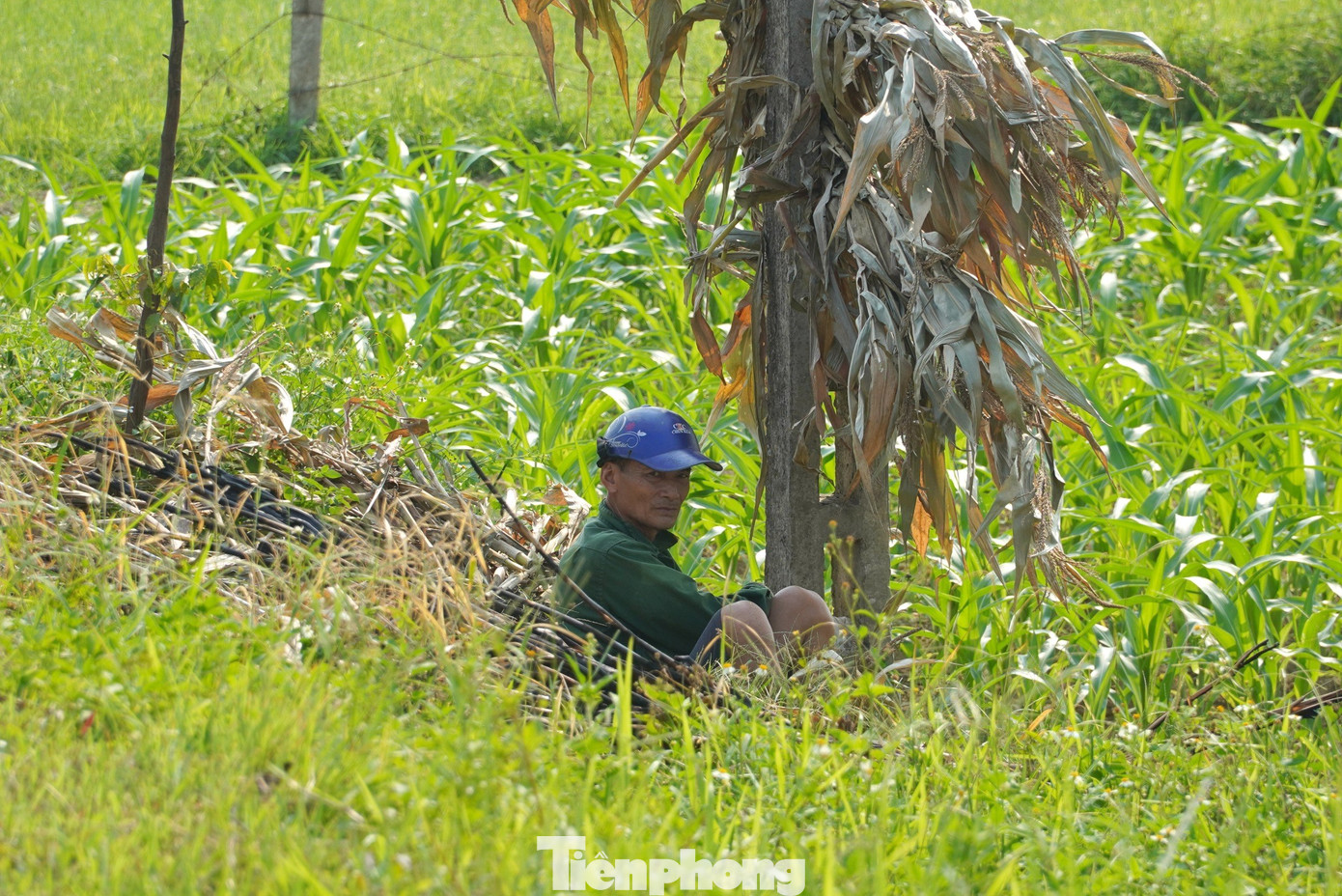 Người nông dân ngồi sau cột điện để tìm bóng mát nghỉ ngơi khi làm việc giữa thời tiết nắng nóng. Dù mới buổi sáng mà nắng nóng đã như thiêu đốt, cỏ cây héo khô... Người nông dân ngồi sau cột điện để tìm bóng mát nghỉ ngơi khi làm việc giữa thời tiết nắng nóng. Dù mới buổi sáng mà nắng nóng đã như thiêu đốt, cỏ cây héo khô...