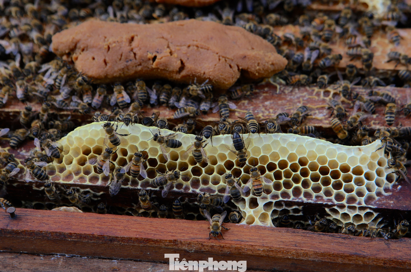 Sau những tháng ngày rong ruổi theo mùa hoa, người nuôi ong "du mục" trên địa bàn tỉnh Hà Tĩnh đang phấn khởi thu hoạch mật. Niềm vui lớn là thời tiết khá thuận lợi, mật ong được mùa, giá bán ổn định hơn so với các năm trước.