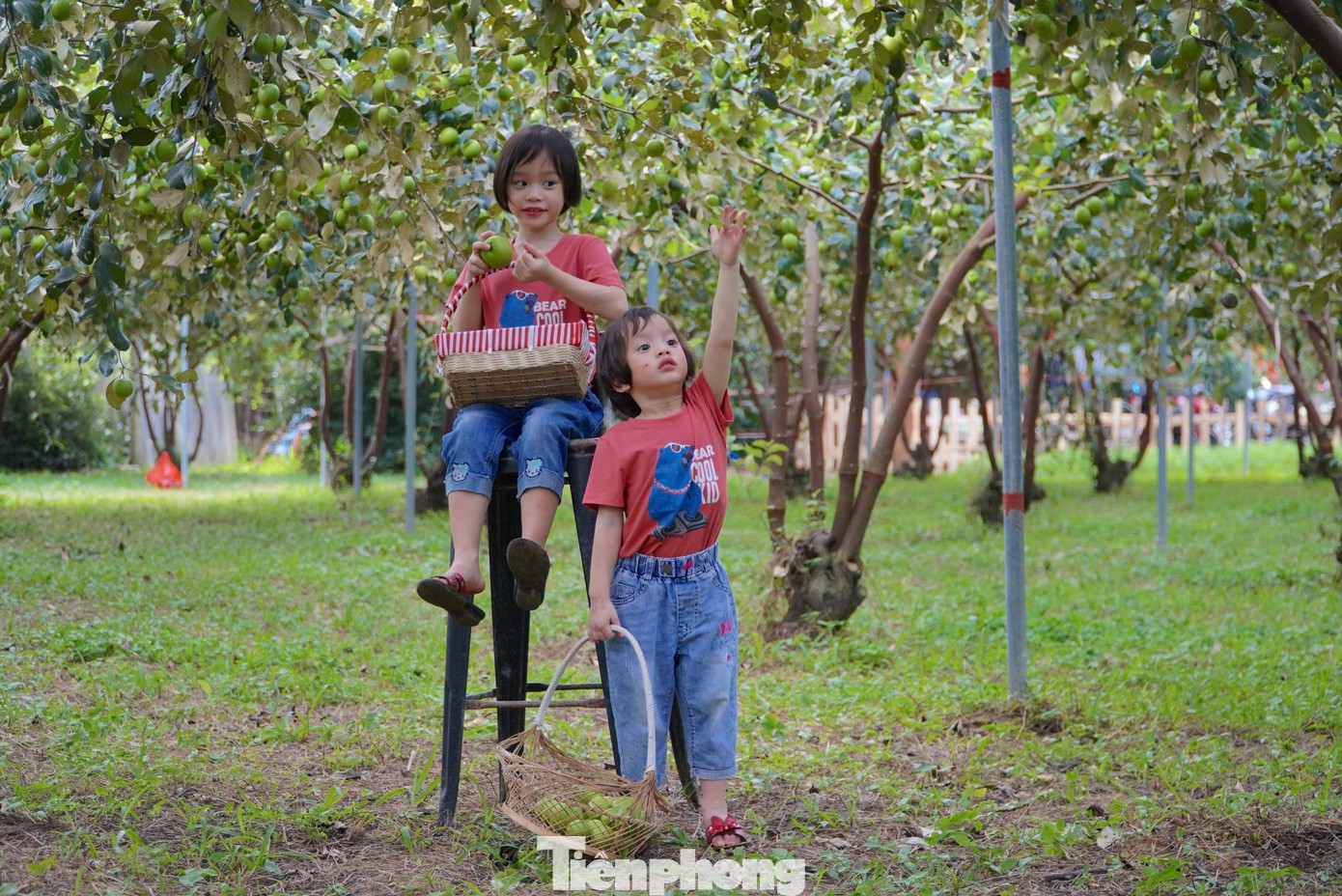Khung cảnh thơ mộng với những trái táo nhỏ màu xanh trở thành nơi lý tưởng để hẹn hò, nói chuyện và chụp ảnh.