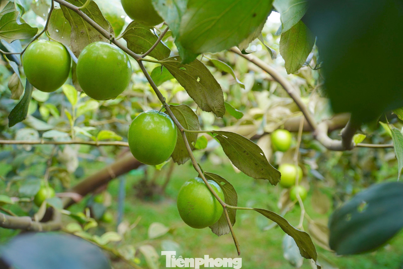 Táo ở đây là giống Đài Loan, được trồng theo quy trình hữu cơ, cây trĩu quả.