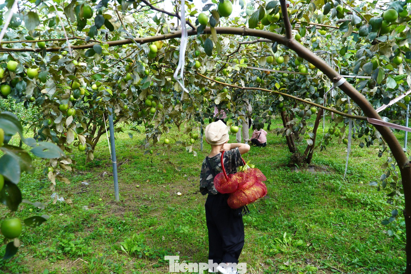 Những vị trí đẹp, được anh Tính chăng dây yêu cầu khách không hái quả để làm nơi chụp ảnh.