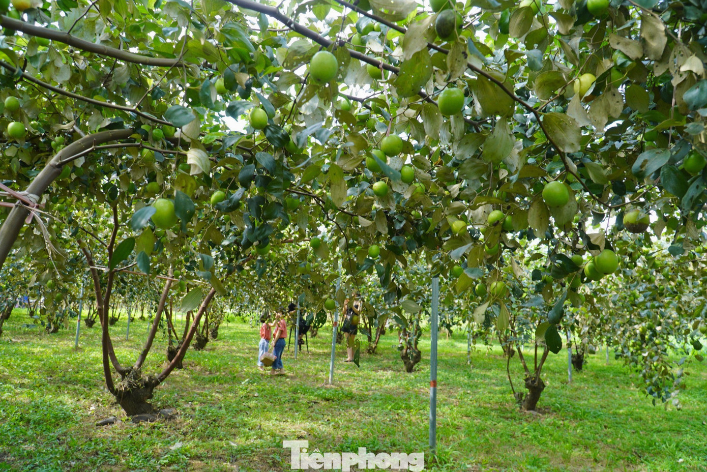 Táo ở đây là giống Đài Loan, được trồng theo quy trình hữu cơ, cây trĩu quả.