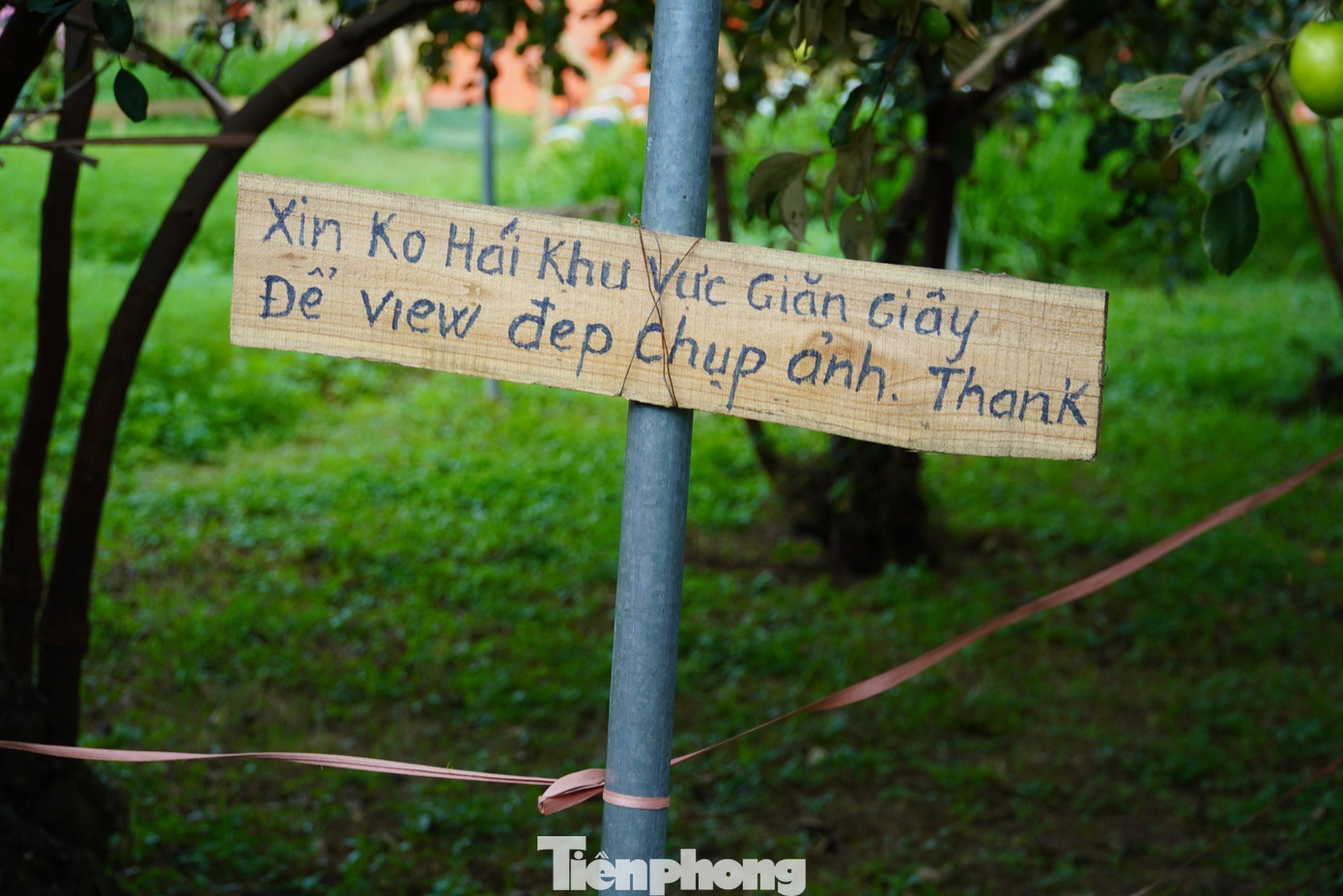 Những vị trí đẹp, được anh Tính chăng dây yêu cầu khách không hái quả để làm nơi chụp ảnh.