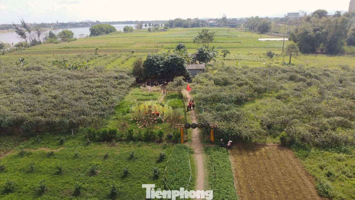 Với giá bán từ 40- 50.000 đồng/kg tùy loại quả, ngoài ra có thêm nguồn thu từ du lịch trải nghiệm, mỗi năm anh Tính lãi hơn 200 triệu đồng từ vườn táo.
