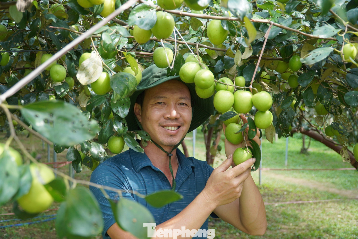 Anh Tính cho biết, để cây táo phát triển tốt, cho quả thu hoạch vào đúng dịp, từ giữa năm đã phải cắt tỉa các cành sâu và không cho quả đậu quá nhiều. Ngoài ra, anh còn quan tâm tới việc điều tiết nước, phòng tránh ruồi vàng...