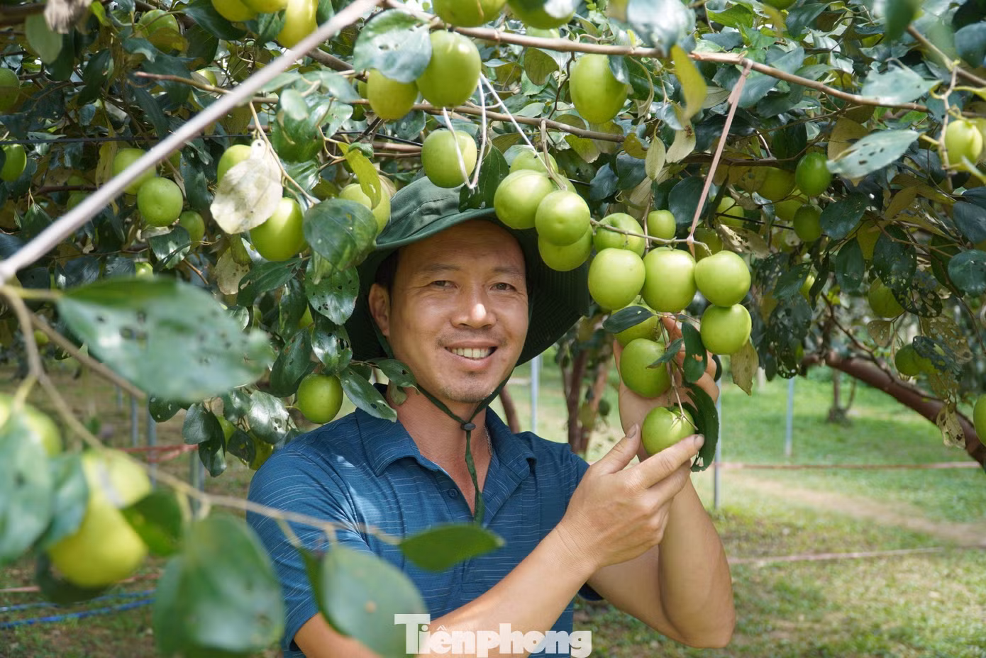 Anh Tính cho biết, để cây táo phát triển tốt, cho quả thu hoạch vào đúng dịp, từ giữa năm đã phải cắt tỉa các cành sâu và không cho quả đậu quá nhiều. Ngoài ra, anh còn quan tâm tới việc điều tiết nước, phòng tránh ruồi vàng...