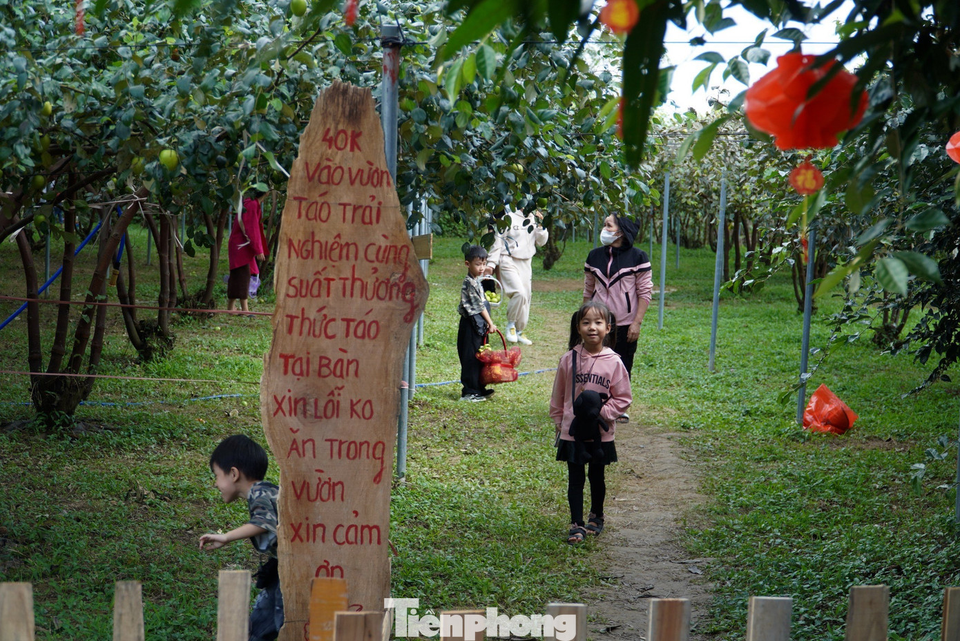 Khoảng 2 tuần nay, anh Tính mở đón khách tham quan du lịch trải nghiệm tại vườn táo. Dù mới mở bán nhưng du khách đến ủng hộ rất đông, những ngày cuối tuần có hàng trăm lượt khách đến tham quan, thu mua tại vườn.