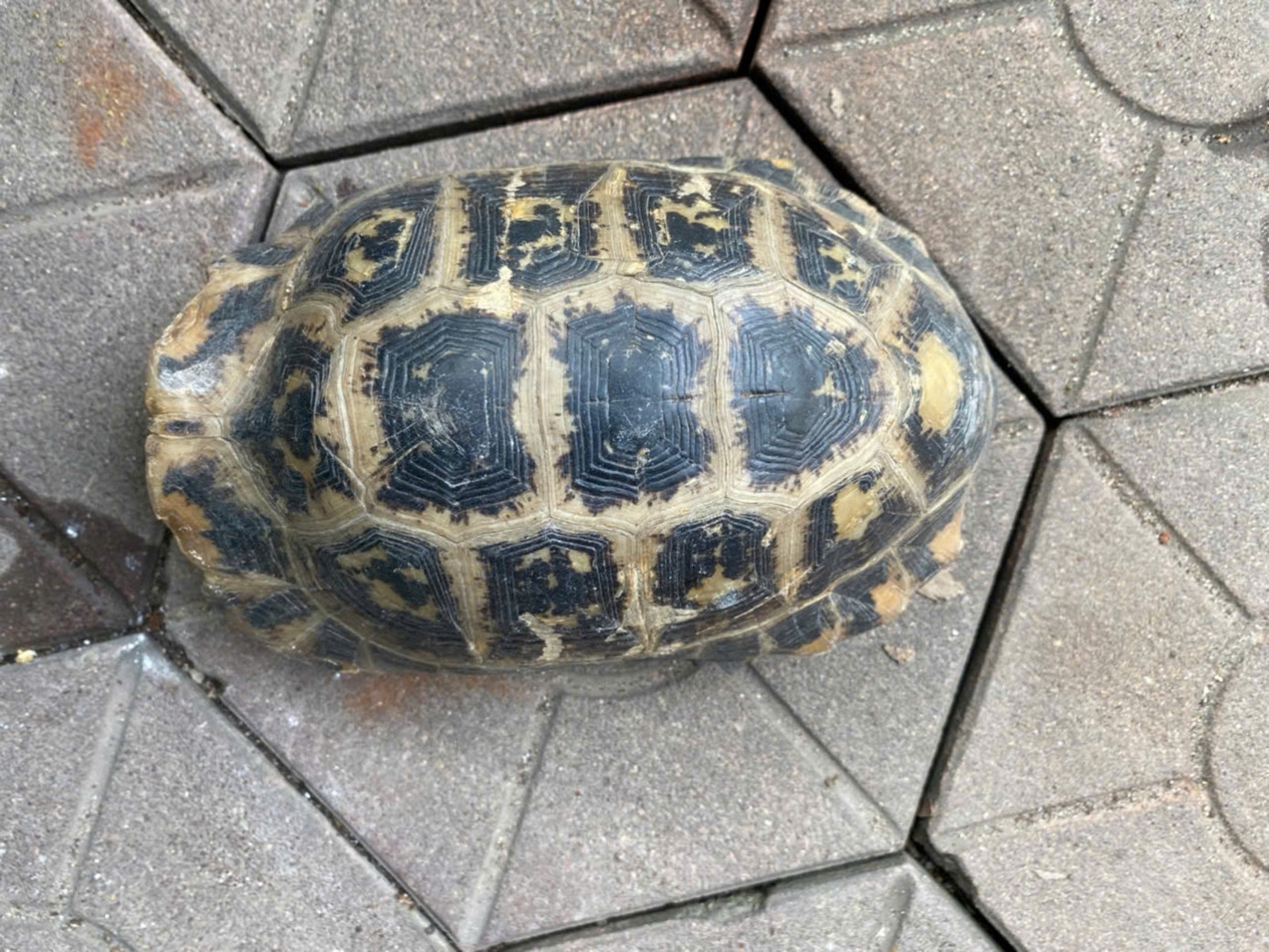 Cá thể rùa được phát hiện trong trường học.