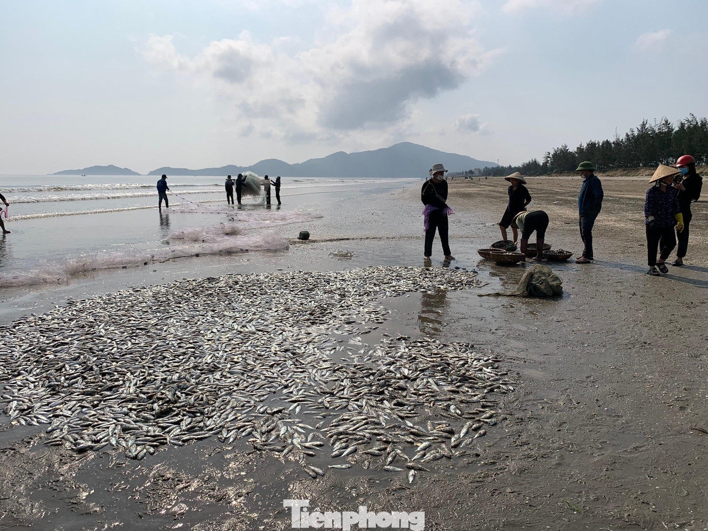 Ngư dân Phan Thanh Đạt (trú thôn Hoà Bình, xã Thịnh Lộc) cho hay, anh tham gia thả lưới đánh bắt cá gần bờ cùng 10 ngư dân khác từ mùng 6 Tết đến nay. Hầu như ngày nào trời nắng, biển lặng thì được rất nhiều cá đù. Có thời điểm kéo vào một mẻ được 2 tấn cá, thu về hơn 40 triệu đồng.