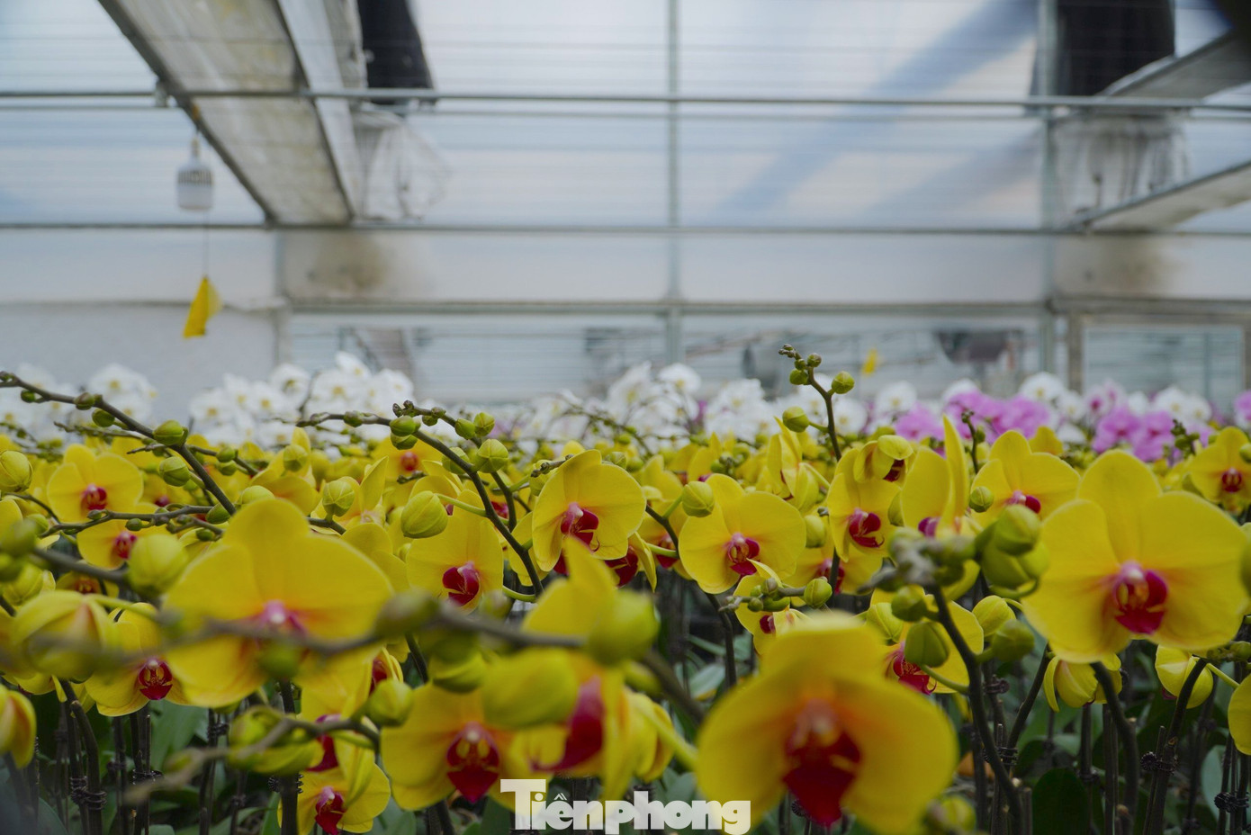 Đây là mô hình trồng lan hồ điệp công nghệ cao quy mô lớn đầu tiên ở Hà Tĩnh.