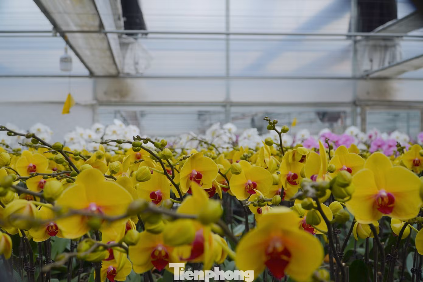 Đây là mô hình trồng lan hồ điệp công nghệ cao quy mô lớn đầu tiên ở Hà Tĩnh.