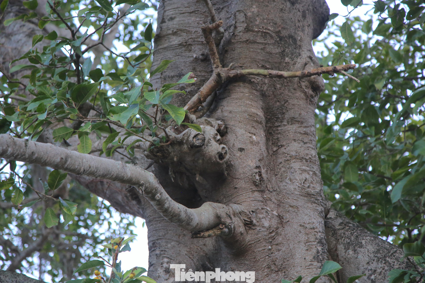 Toả bóng mát cho hội trường UBND xã Hộ Độ.