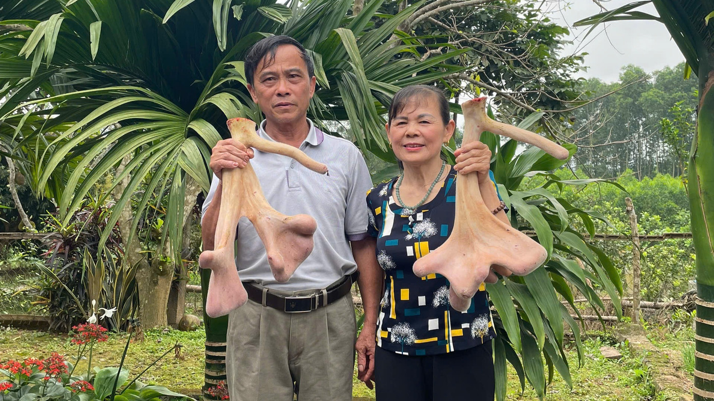 Cặp nhung trọng lượng lớn, được bán với giá gần 50 triệu đồng.