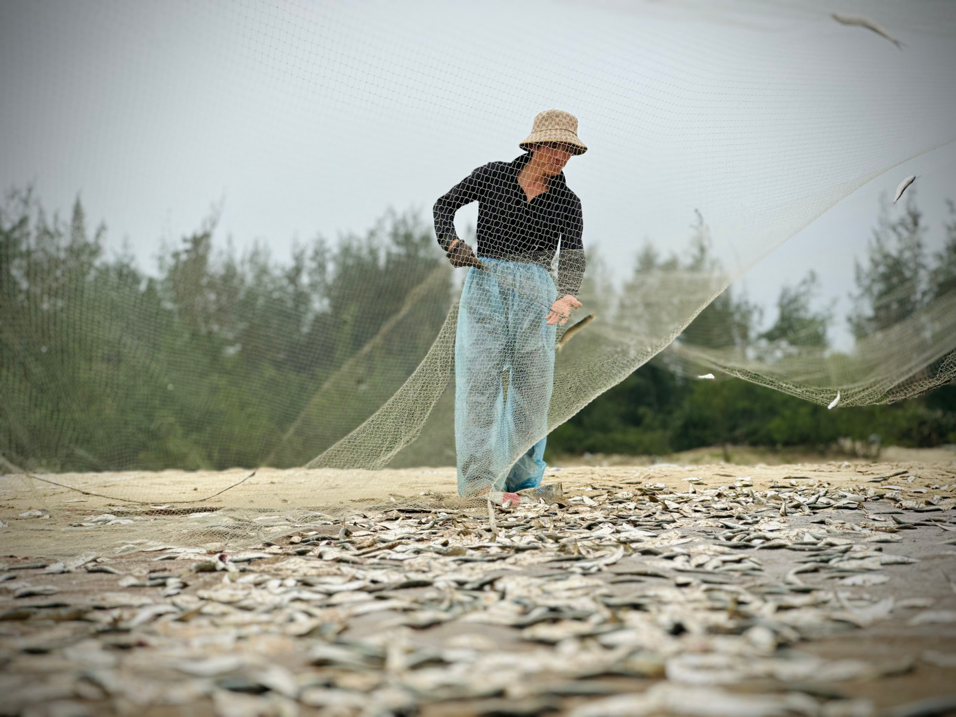 Vì cá trích nhỏ, bám dày ở các lưới, người dân không ngồi gỡ từng con mà họ đứng thành 4 góc, kéo căng rồi dùng tay giật nhẹ, cá sẽ rơi xuống.