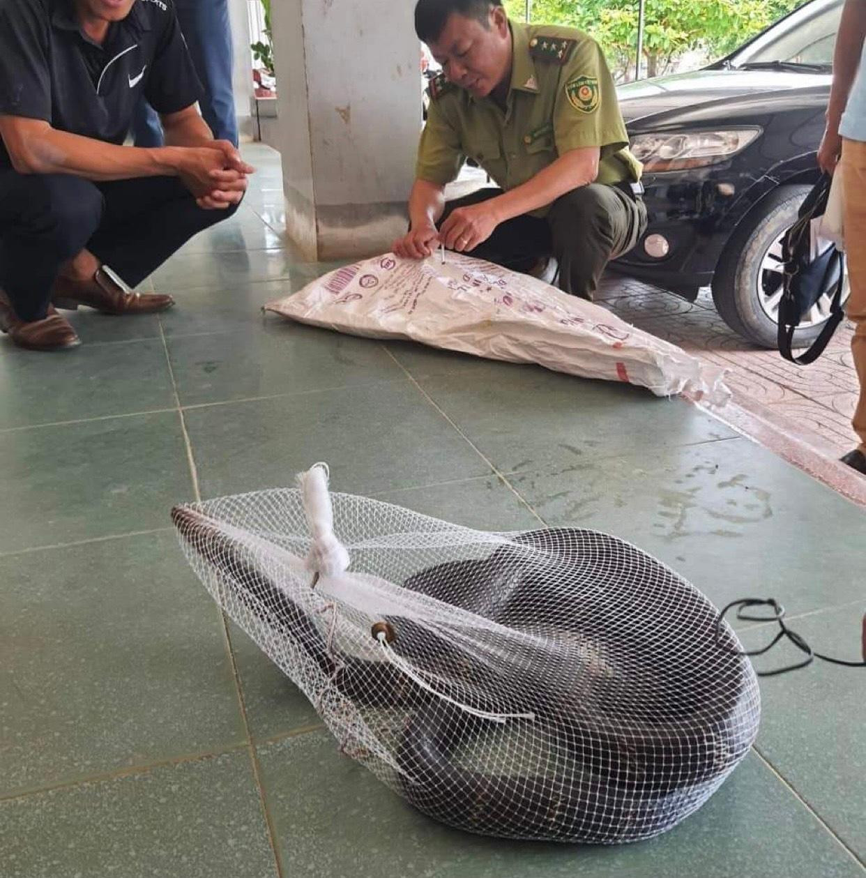 Con rắn được phát hiện bò vào trường học.