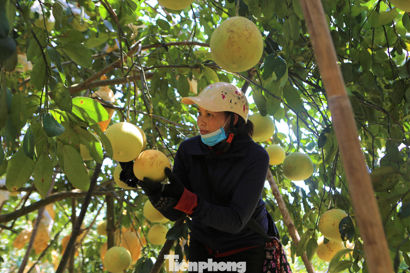 Xã Hương Trạch là "thủ phủ" trồng bưởi ở huyện Hương Khê với hơn 1.000 hộ dân trồng bưởi với diện tích 438 ha. Sản lượng năm nay khoảng 4.500 tấn, trung bình một nhà đạt 3.000-4.000 quả, dự kiến thu về 50-70 triệu đồng. So với năm 2020, thời điểm này đã thu hoạch được gần một nửa, nhưng hiện toàn xã mới bán được khoảng 500 tấn.