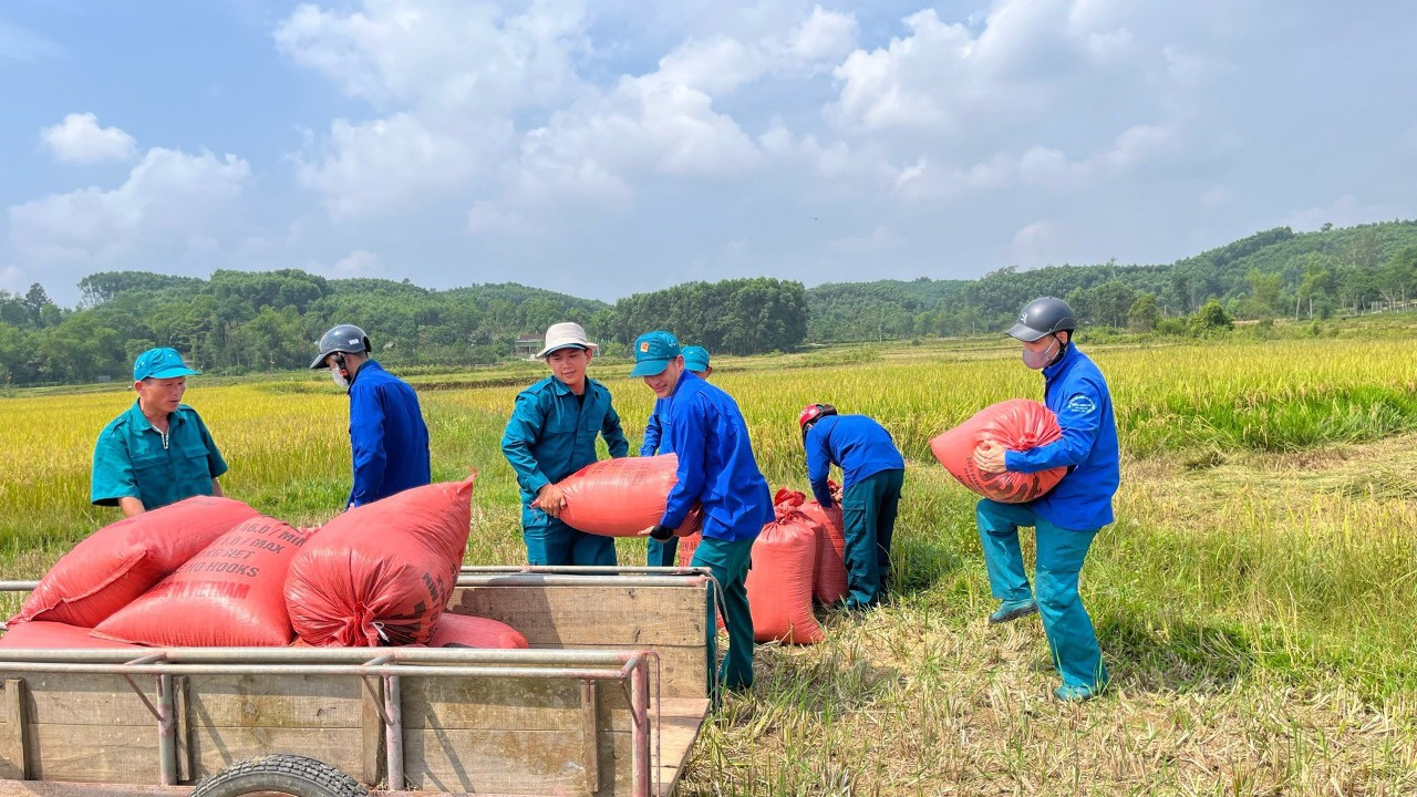 Đợt này, Ban Thường vụ Tỉnh Đoàn Hà Tĩnh đã chỉ đạo các cơ sở Đoàn thành lập các đội thanh niên tình nguyện ra quân giúp người dân thu hoạch vụ mùa. Ảnh: HN