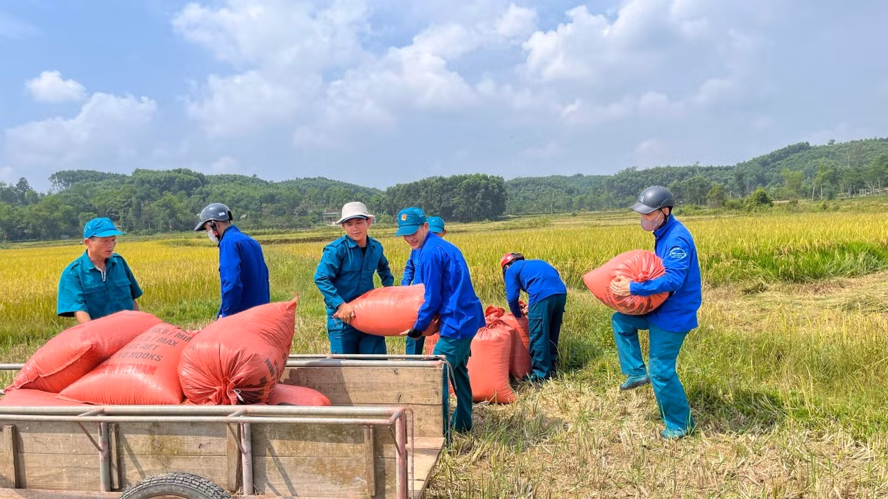 Đợt này, Ban Thường vụ Tỉnh Đoàn Hà Tĩnh đã chỉ đạo các cơ sở Đoàn thành lập các đội thanh niên tình nguyện ra quân giúp người dân thu hoạch vụ mùa. Ảnh: HN
