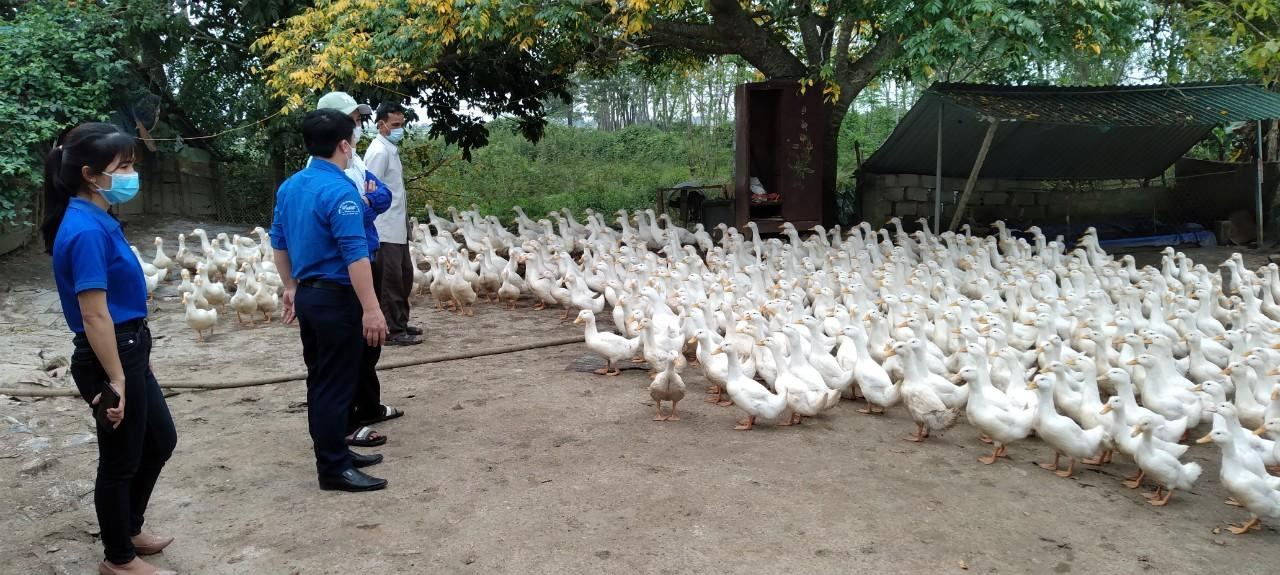 Mô hình chăn nuôi thanh niên tại huyện Can Lộc đang được triển khai.