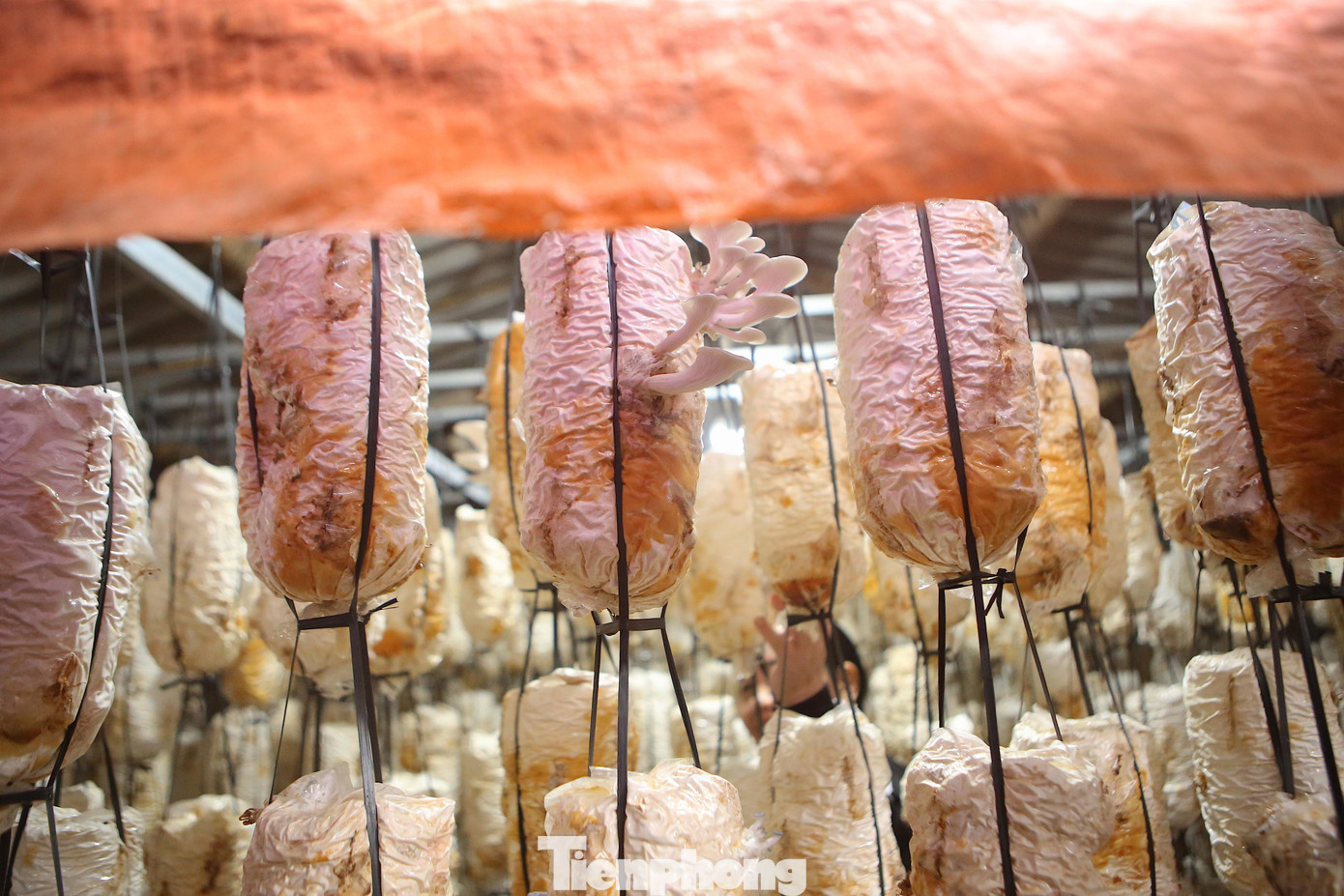 Trồng nấm có kỹ thuật khá đơn giản, không tốn quá nhiều công sức, thời gian chăm sóc, ngoài ra, tận dụng được nguồn nguyên liệu rơm rạ sẵn có và thời gian nông nhàn.