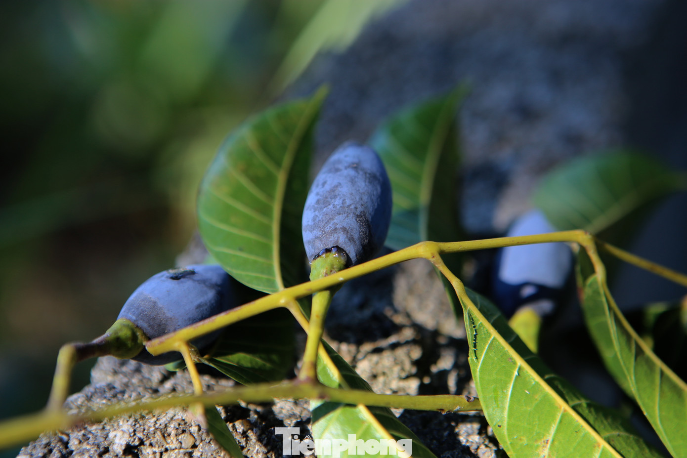 Trám đen trước đây chỉ trồng để lấy gỗ, còn quả làm thực phẩm dân dã cho bữa ăn hằng ngày. Nhưng giờ đây quả này trở thành đặc sản có giá trị cao của vùng quê Hương Sơn (Hà Tĩnh).