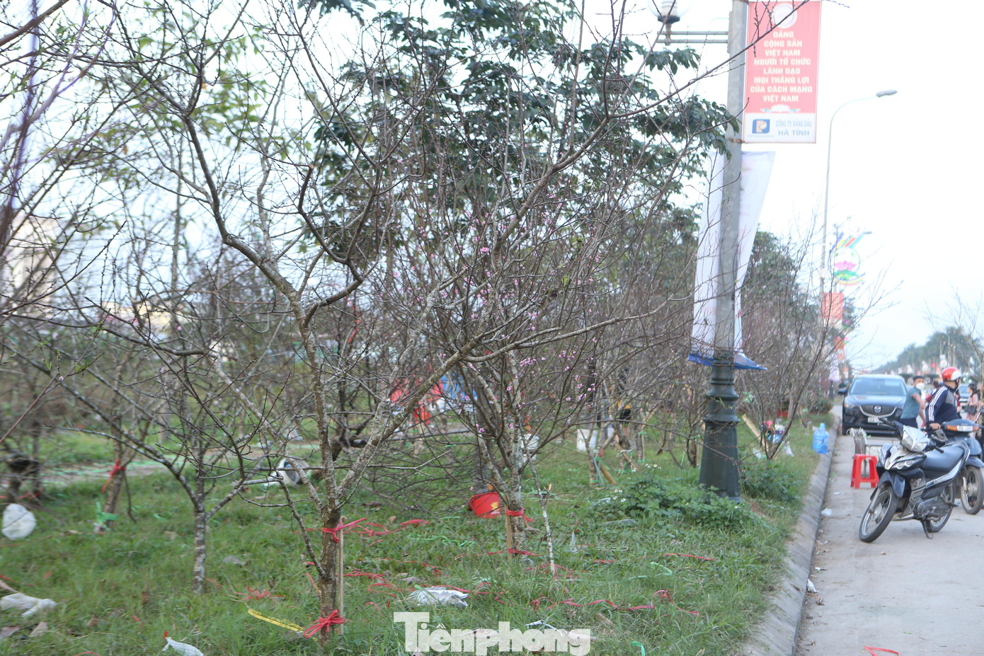 Anh Võ Công Đạt (trú TP Hà Tĩnh) đưa 140 cành đào đá từ huyện Kỳ Sơn (Nghệ An) về TP Hà Tĩnh để bán, tuy nhiên đến nay số lượng tiêu thụ chưa được 50%. Mặc dù giá đào, mai năm nay giảm hơn nhưng vẫn vắng khách.