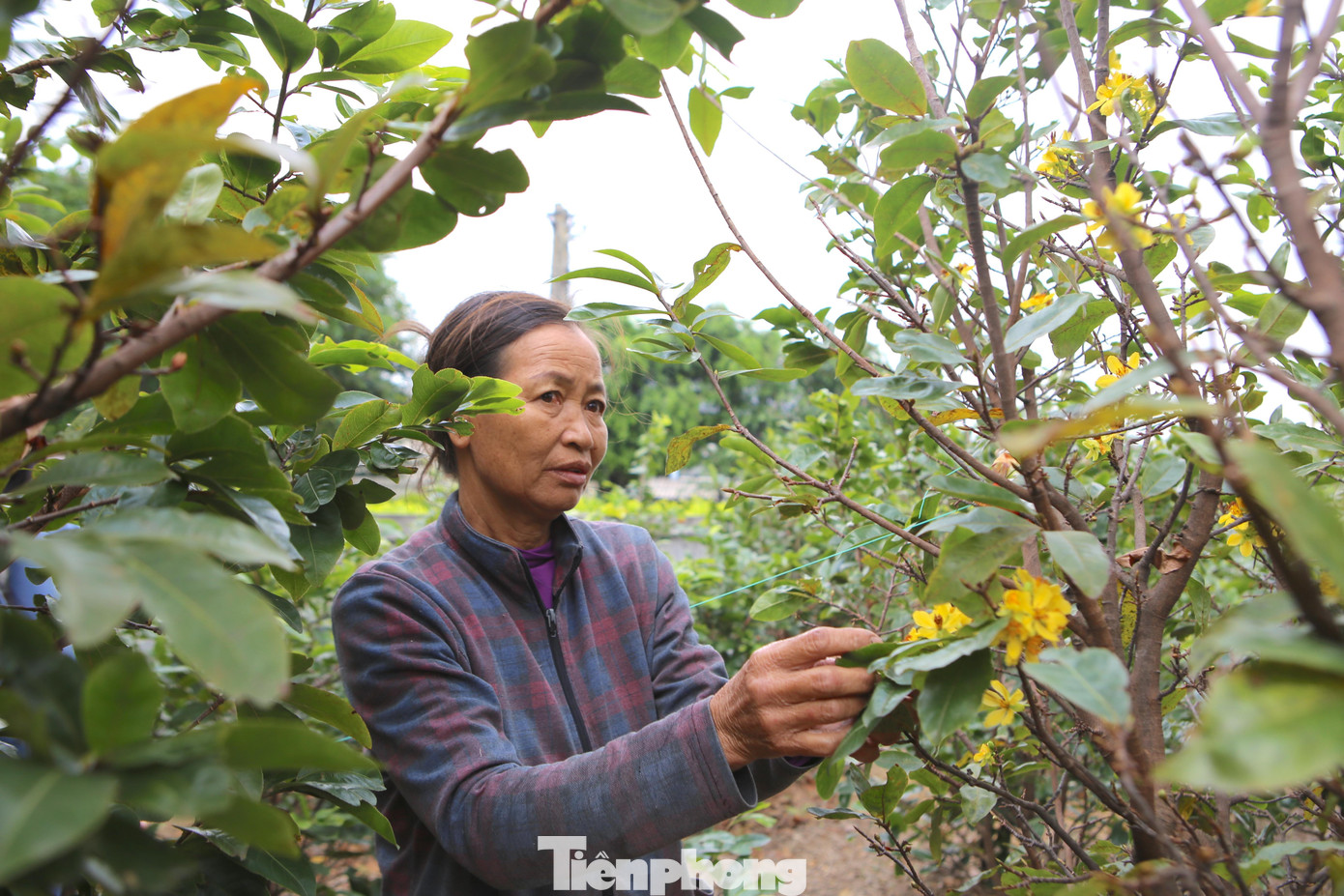 Những ngày này bà Võ Thị Nở (62 tuổi, trú thôn Minh Thành) đều ra vườn kiểm tra xem tình trạng mai như thế nào. Bởi tiền thu nhập từ bán mai vào dịp Tết là nguồn sống của cả gia đình trong năm. Gia đình trồng trên 300 gốc, có tuổi đời từ 5-20 năm tuổi. Đến nay nhiều gốc đã rụng lá, bắt đầu bén nụ và nở hoa.