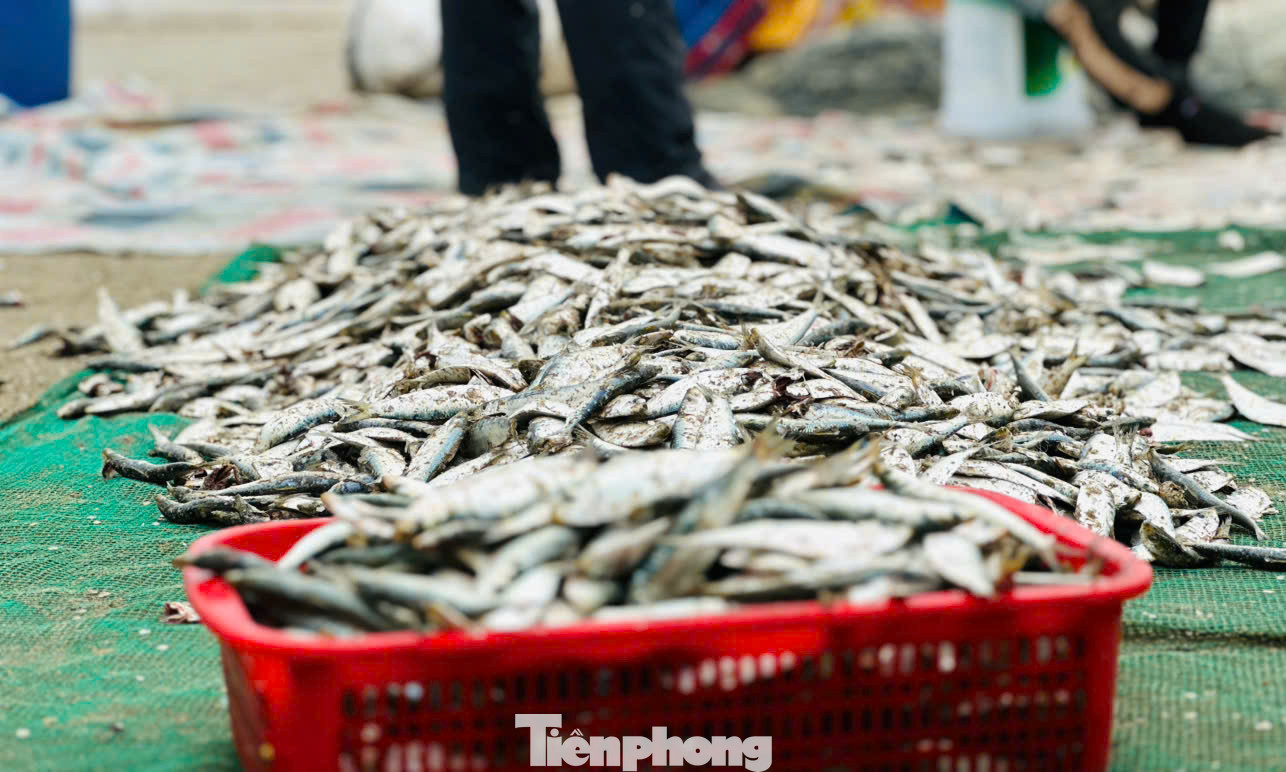 Nhiều loại hải sản được thu về, ngư dân chia thành từng mẻ, bán cho thương lái tại bờ.