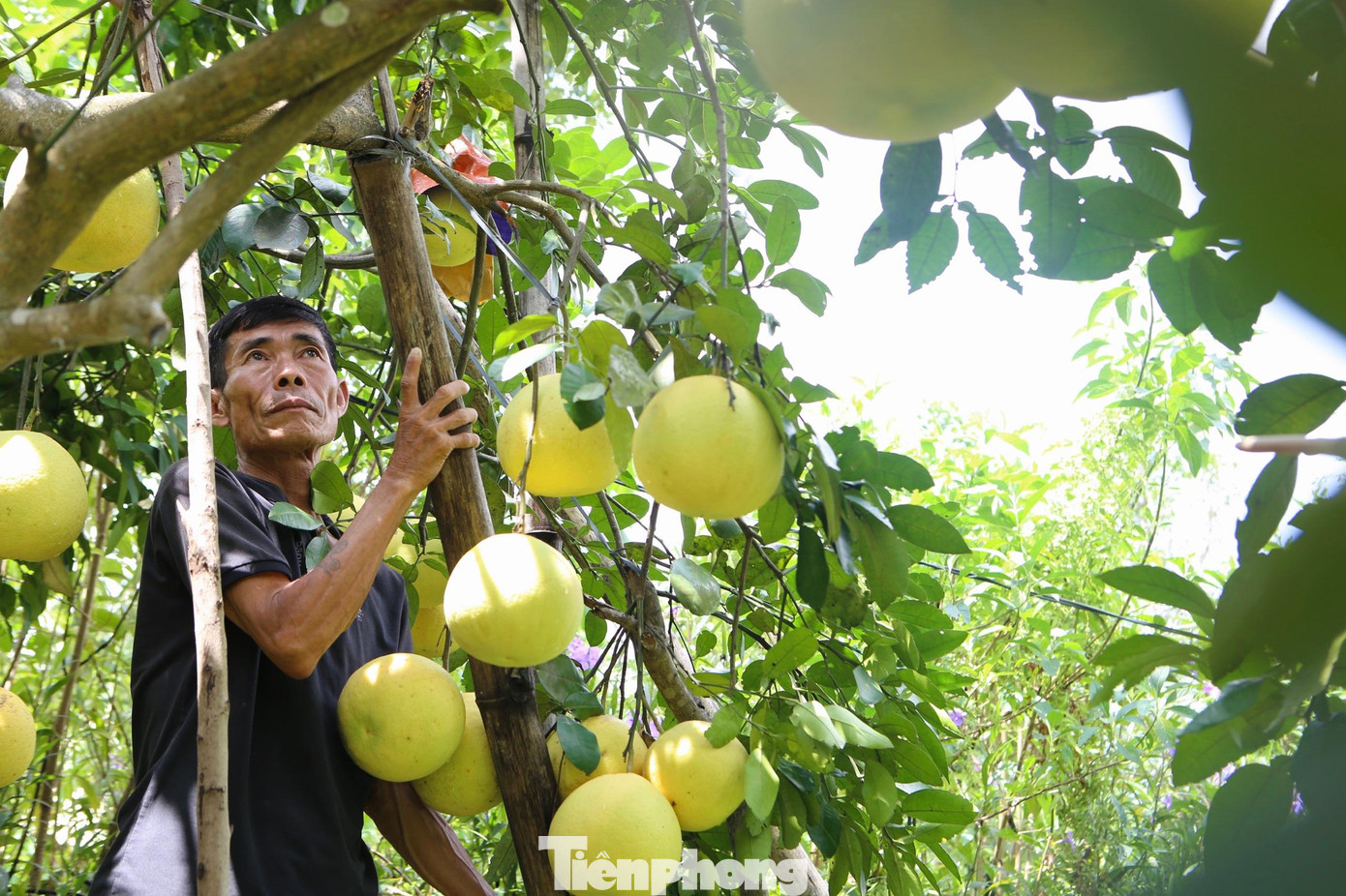 Vì để phòng bưởi bị ngập lụt, ông Thọ đã dùng những cọc tre chống các cành bưởi thấp lên cao.