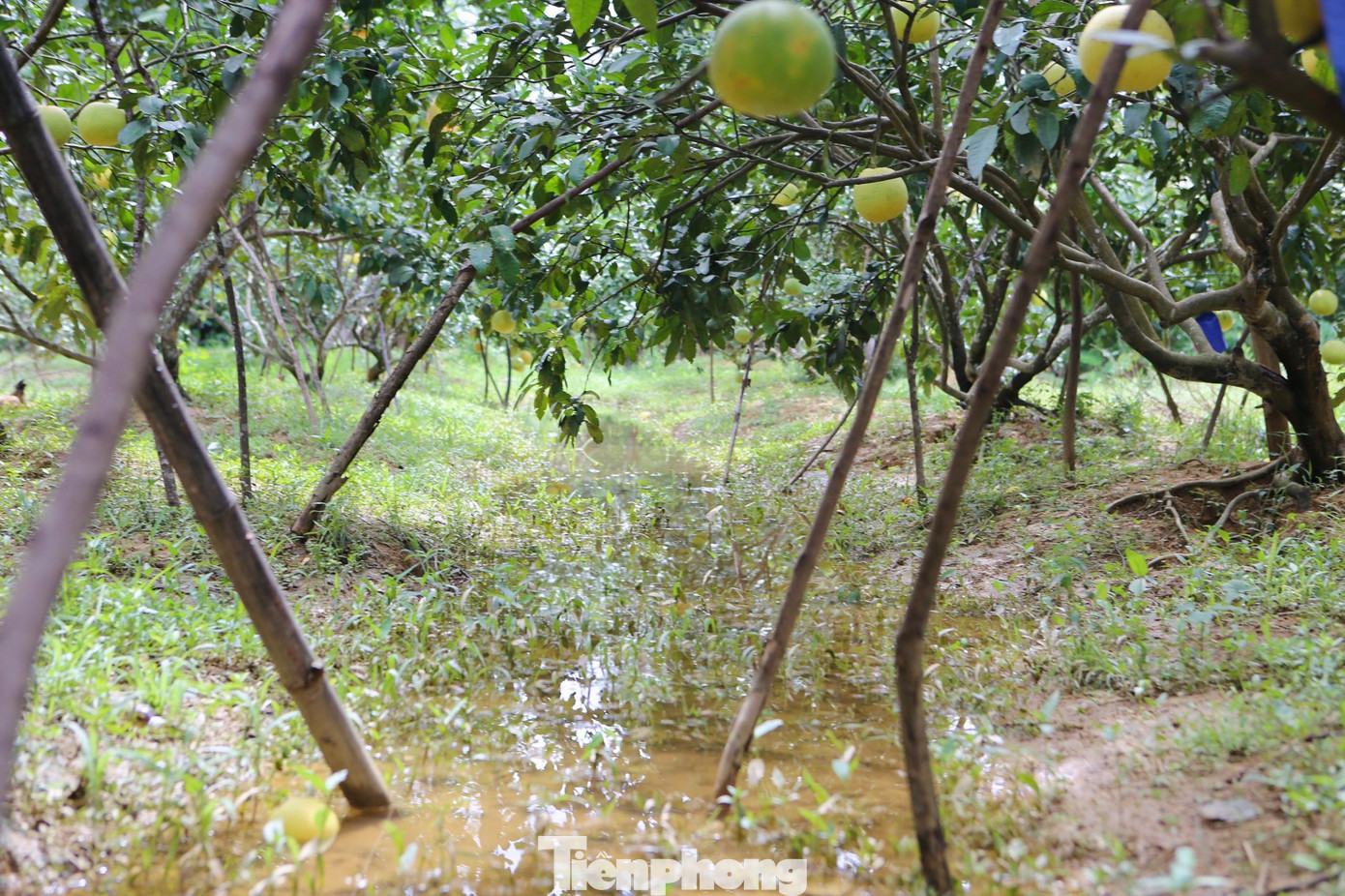 Nhiều khu vườn chỉ mới sau trận mưa nước đọng thành từng vũng.