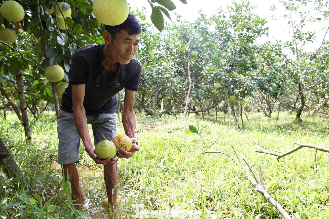 Mấy ngày nay ông Thọ thấp thỏm lo âu khi hơn 2.000 quả bưởi chưa tiêu thụ được trước mùa mưa bão.