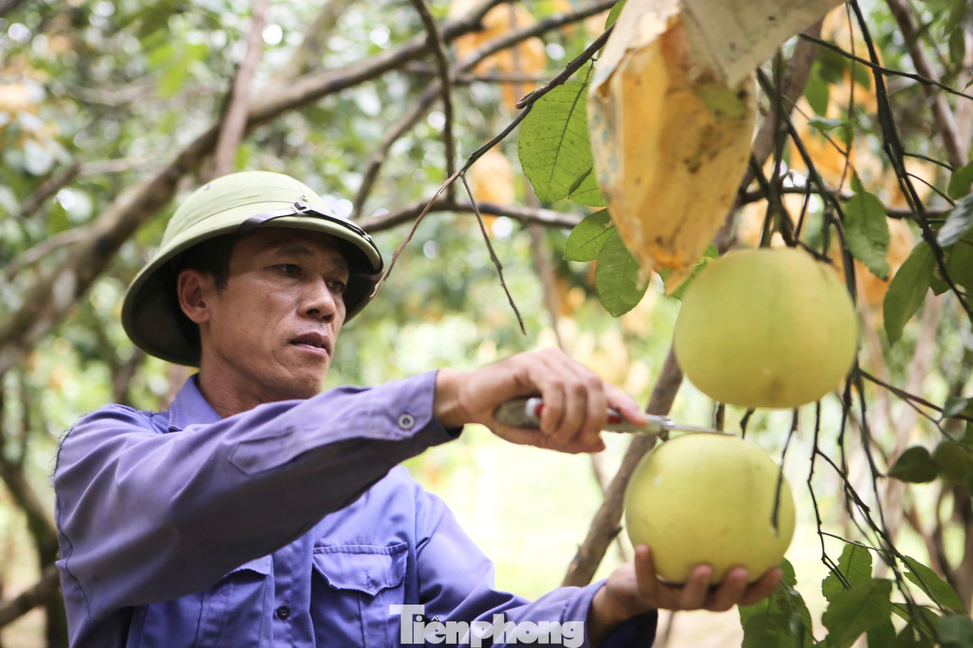 Gia đình ông Hải đang lo lắng trước mưa bão khi còn hơn 3.000 quả bưởi chưa thu hoạch.