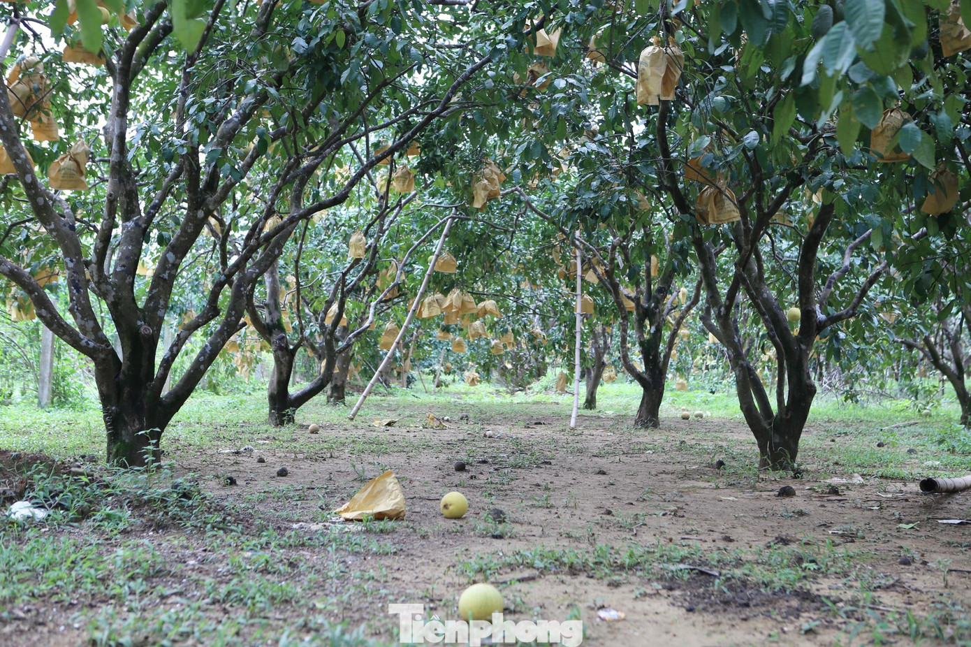 Khu trồng bưởi ở thôn Phú Lễ hàng tấn bưởi chưa được thu hoạch.