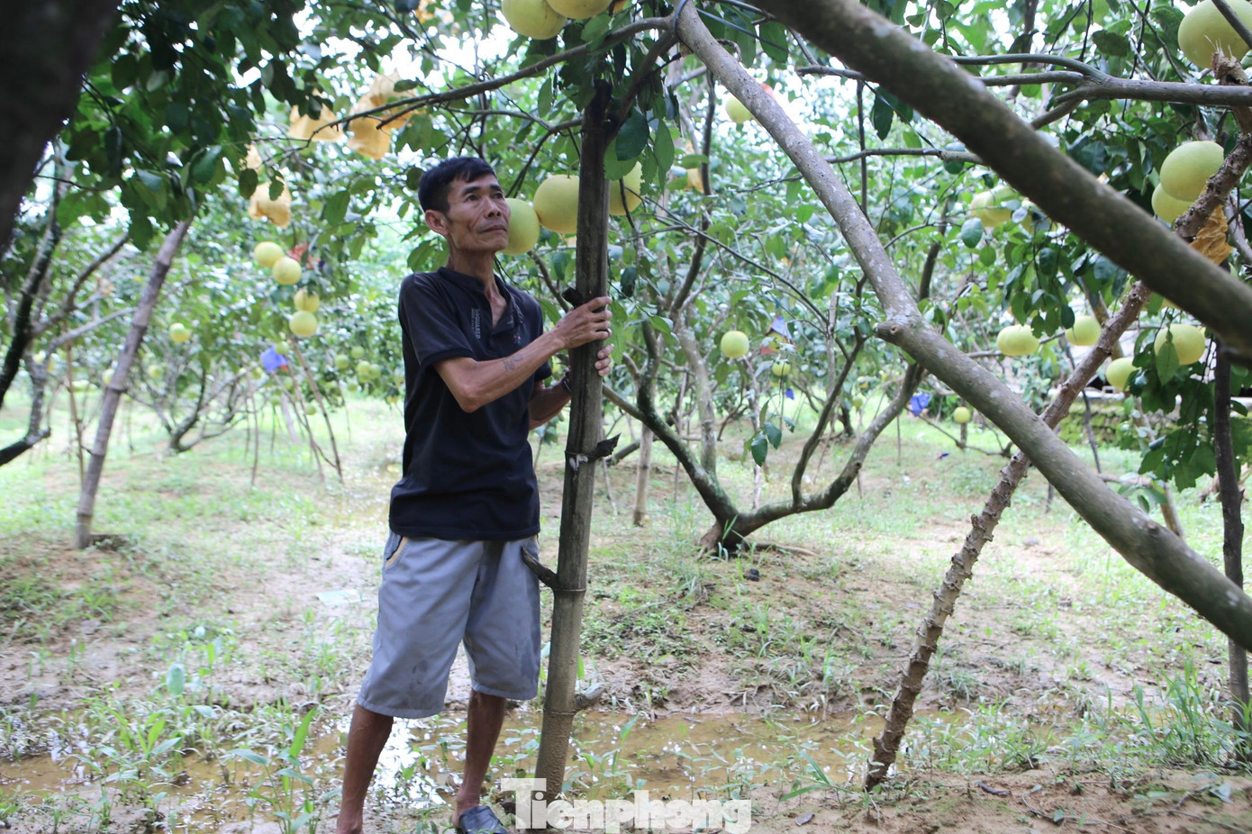 Khu vườn trồng bưởi của gia đình ông Thọ đọng nhiều vũng nước sau trận mưa lớn.