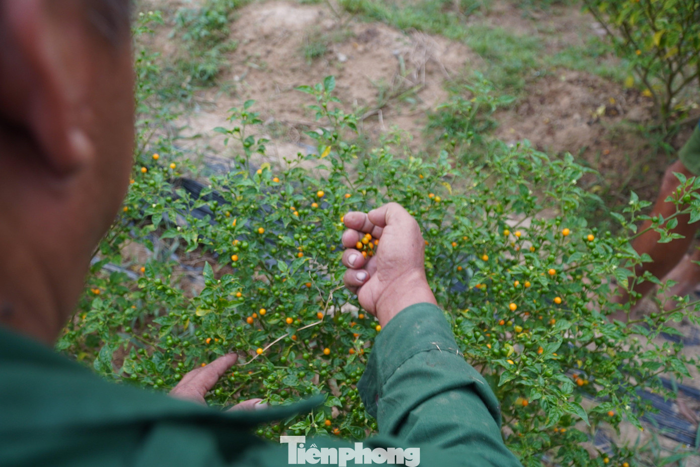 Ớt Peru khi chín chuyển thành màu vàng, trái ớt nhỏ nên để thu hoạch mất khá nhiều thời gian.