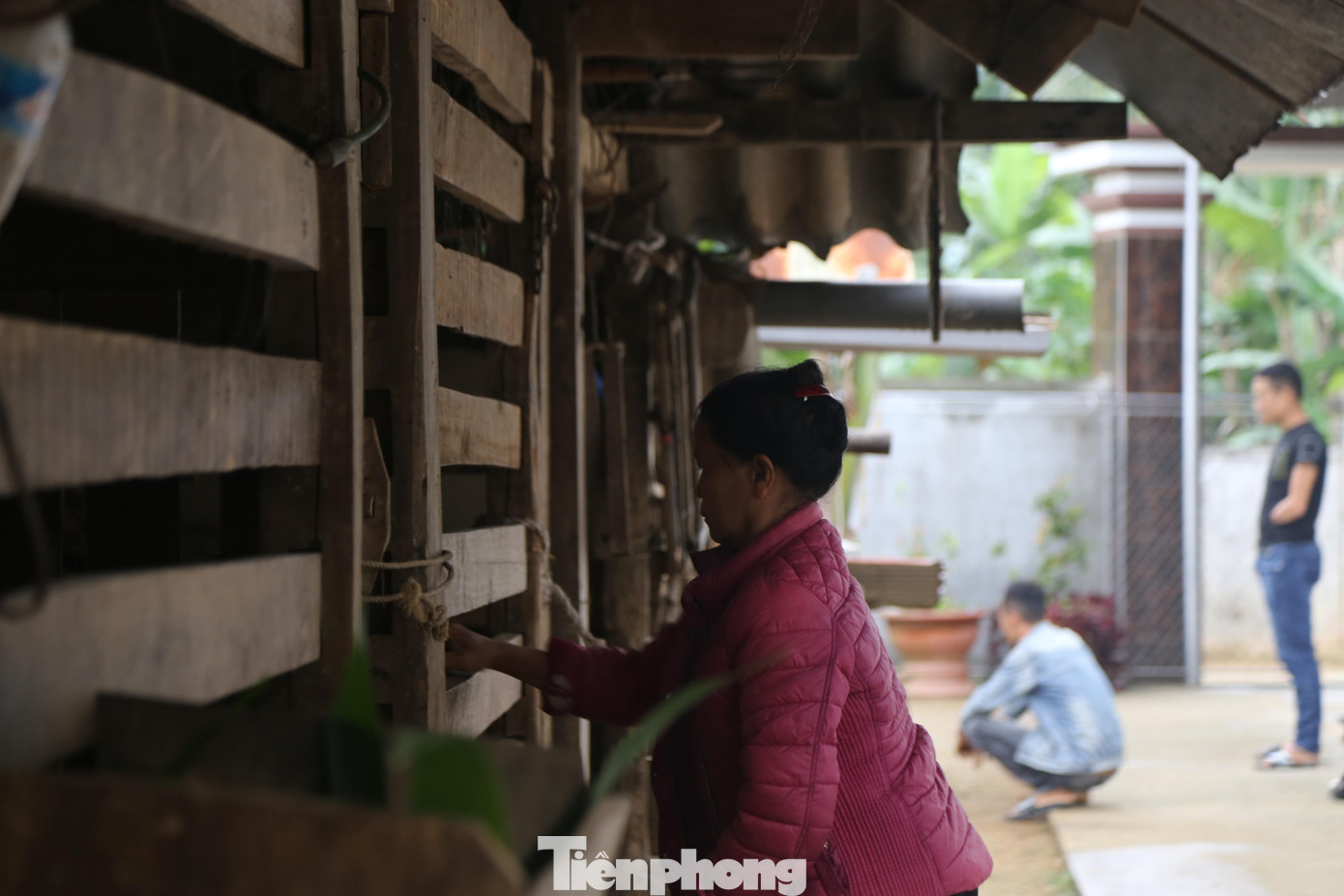 Nhung hươu sau khi bắt đầu mọc, người nuôi sẽ theo dõi chu kỳ phát triển của nhung, khoảng 40-50 ngày nhung sẽ đủ độ tiêu chuẩn để cắt.