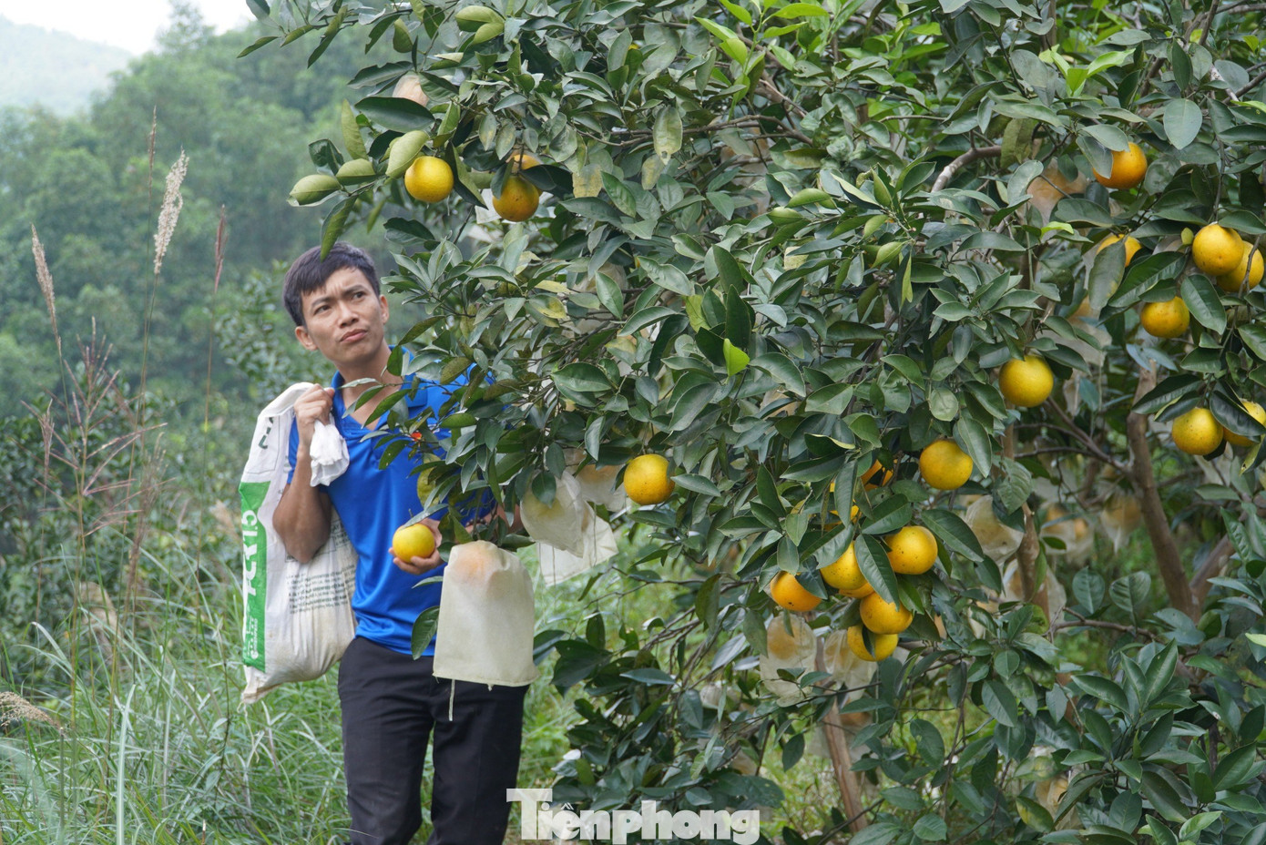 Khu vườn đồi phía sau nhà rộng hơn 1,6ha nay được phủ xanh bằng những gốc cam tươi tốt. Đến nay anh đã trồng khoảng 2.000 gốc cam xã đoài. Khu vườn đồi phía sau nhà rộng hơn 1,6ha nay được phủ xanh bằng những gốc cam tươi tốt. Đến nay anh đã trồng khoảng 2.000 gốc cam xã đoài.
