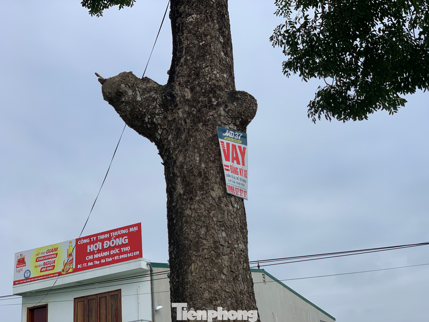 Các thân cây được gắn biển quảng cáo...