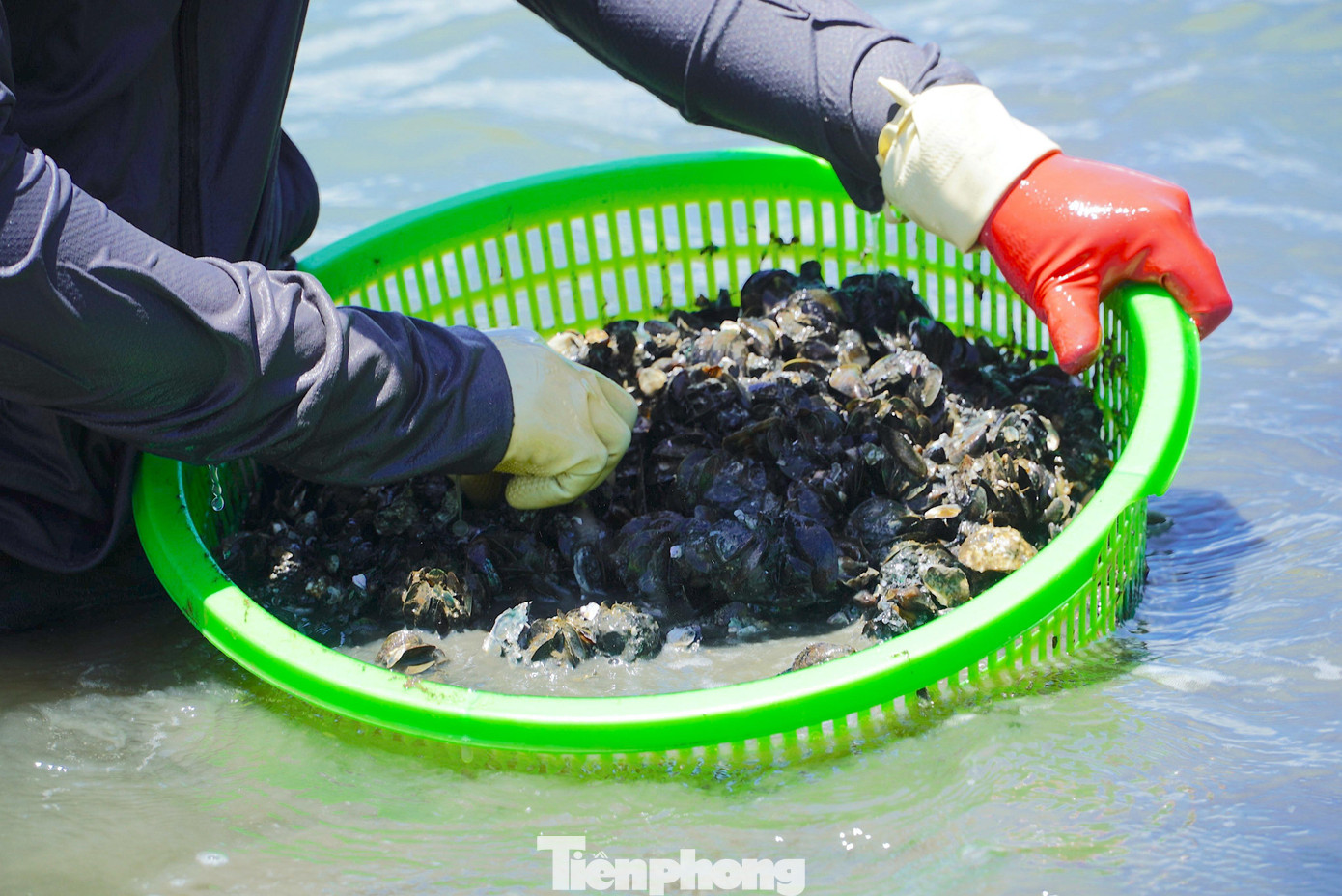 Vẹm ở dưới đáy sông nên người dân phải rửa sạch trước khi đóng vào các bao tải. Những ngư dân cho biết, mỗi buổi sáng họ làm khoảng 5-6h đồng hồ thu về từ 7 tạ đến hơn 1 tấn vẹm đen, thu nhập từ 1-2 triệu đồng/buổi.