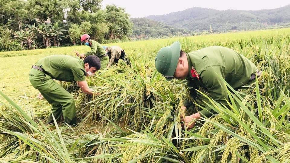 Trong ngày nghỉ lễ 30/4, lực lượng Công an huyện Hương Sơn cũng xuống đồng giúp dân khắc phục lúa đổ, ngã do mưa lớn.
