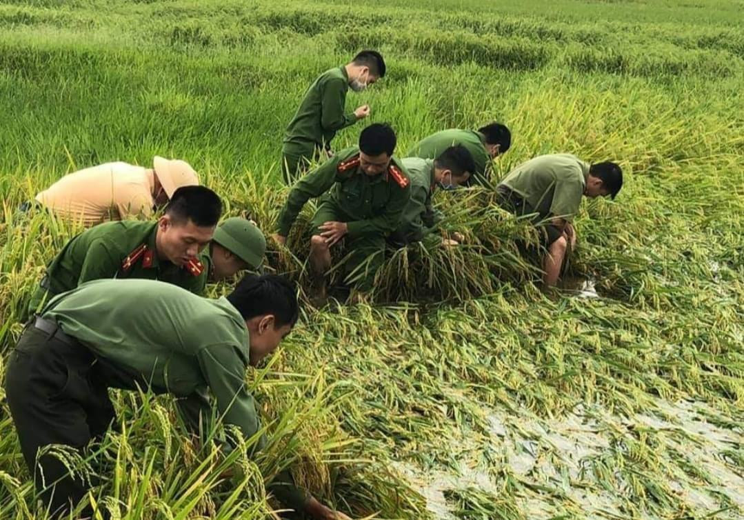 Tại Hà Tĩnh, những ngày qua mưa lớn khiến hàng ngàn diện tích lúa, hoa màu của người dân bị gãy đổ, nguy cơ mất trắng mùa vụ.