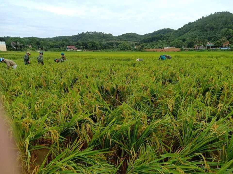 Mưa lớn nhiều ngày khiến hàng nghìn diện tích lúa ở các huyện Hương Sơn, Hương Khê, Vũ Quang, Thạch Hà, Cẩm Xuyên bị thiệt hại nặng nề. Ngành chức năng đang thống kê số liệu thiệt hại.