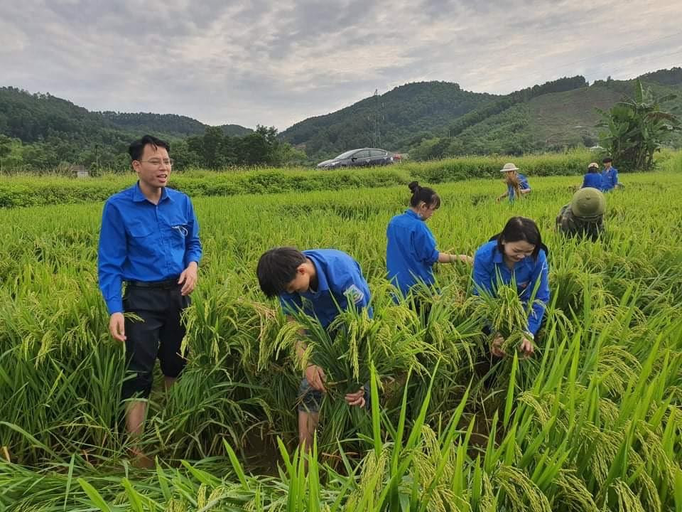 Trước tình hình này, sau khi ngừng mưa, lực lượng đoàn thanh niên đã xuống ruộng hỗ trợ người dân dựng, cột lúa lên để tránh ngập nước giảm thiểu thiệt hại.