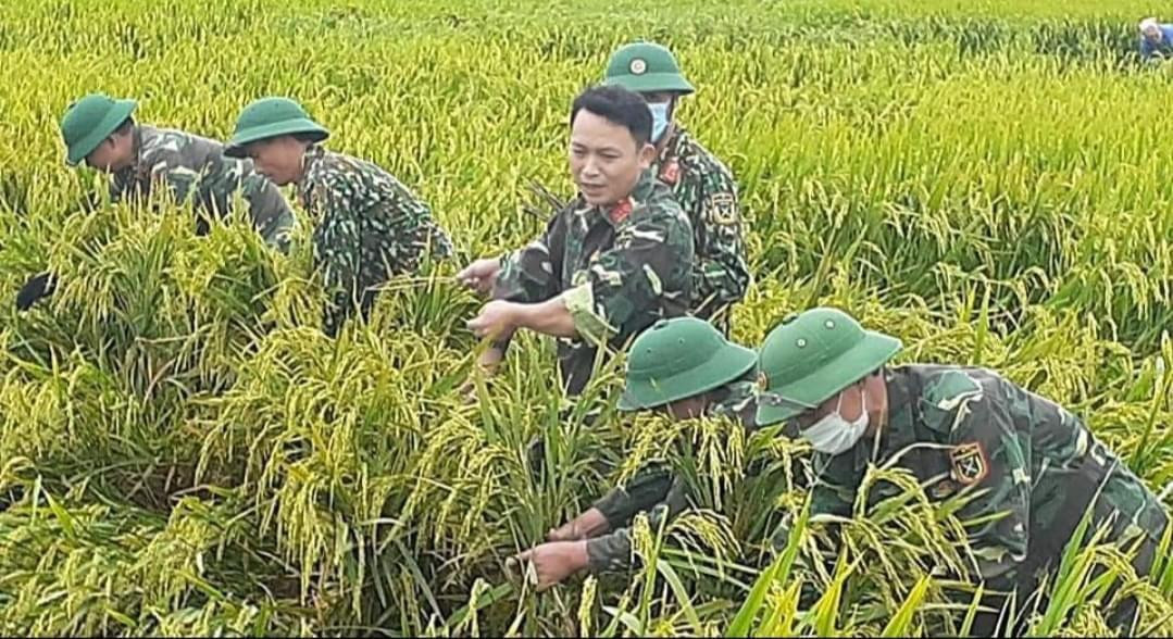 Lực lượng quân sự cũng tham gia giúp dân. Tại huyện Can Lộc trong sáng 30/4 hàng chục bạn tình nguyện viên cùng tham gia hỗ trợ giúp dân. Công tác khắc phục lúa đổ tại huyện Cẩm Xuyên.