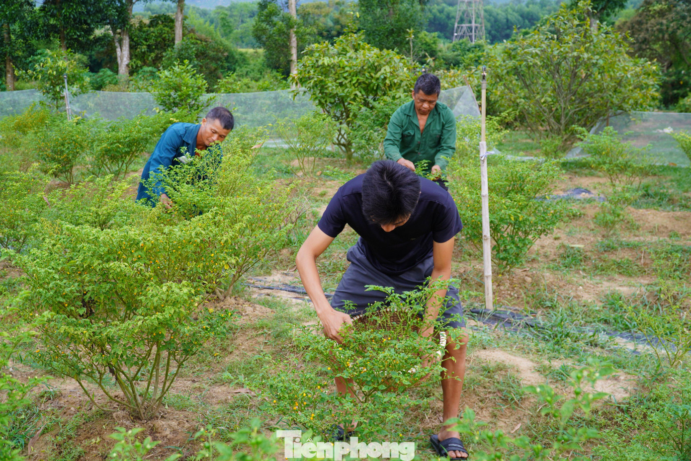 Ớt Peru có trái tròn, nhỏ như hạt đậu, màu vàng cam. Là loại ớt như một gia vị quý, cung cấp hàm lượng Vitamin C cao gấp nhiều lần ớt thường. Khi ăn, ớt Peru cay nồng, thơm đặc trưng riêng. Đây vốn là loại cây mọc hoang ở những khu rừng phía bắc Peru, sau này được người dân phát hiện và mang về trồng trọt, kinh doanh.