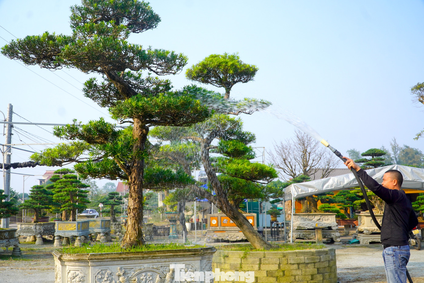 "Nhận thấy tùng La Hán luôn là lựa chọn hàng đầu của khách hàng trong dịp Tết. Khách hàng chọn tùng ngoài vẻ đẹp dáng thế uy nghi mà còn là ý nghĩa phong thủy gắn kèm. Vì thế, năm nay vườn chọn lọc từng cây tùng với nhiều dáng để phục vụ nhu cầu khách hàng. Riêng dịp Tết năm 2024, chúng tôi bán được trên 30 cây tùng cho khách", anh Đỗ Duy Hiệu, chủ nhà vườn cho biết.