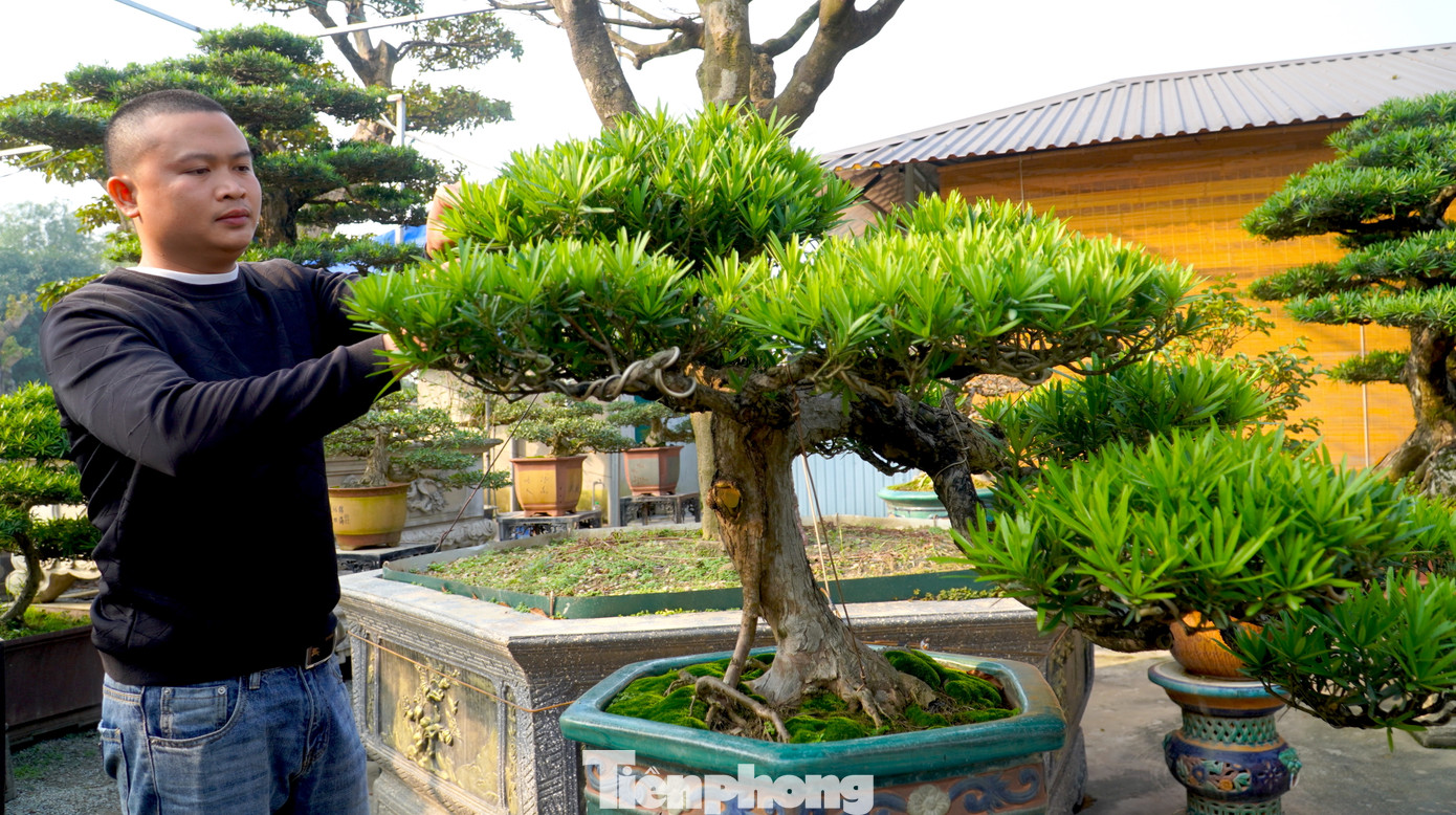 Nhiều người săn lùng cây cảnh quan niệm để sở hữu được một gốc tùng cổ thụ với dáng độc là năm mới sẽ gặp nhiều may mắn, phát lộc trong làm ăn.