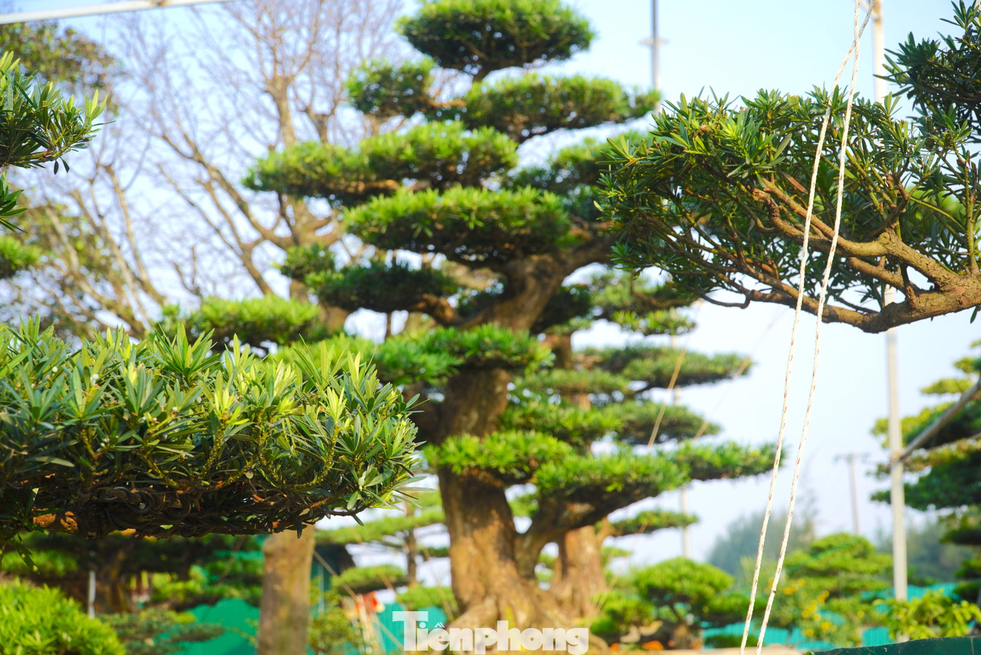 Cành cây tùng La Hán mỗi năm sẽ được cắt khoảng 1-2 lần. Sau khoảng 25 ngày, lá cây bắt đầu ra lộc, phát triển xanh tươi.