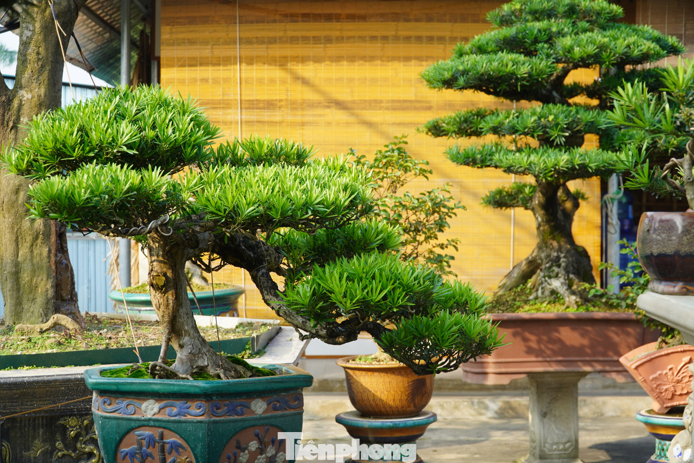 Những gốc tùng dáng thác đổ thể hiện vẻ đẹp mềm mại, uyển chuyển mang ý nghĩa tài lộc tràn đầy giống như dòng suối mát lành.